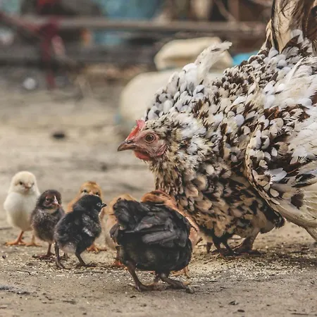 Op Oost Boutique & Restaurant Het Kook Atelier 5*