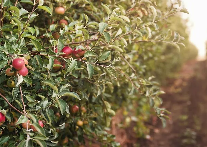 Hotel Op Oost Boutique Hotel&restaurant Het Kook Atelier 5*