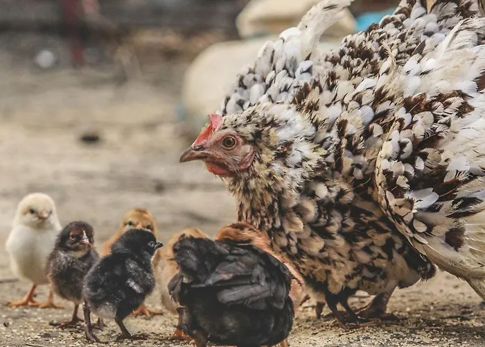 Op Oost Boutique Hotel&restaurant Het Kook Atelier 5*