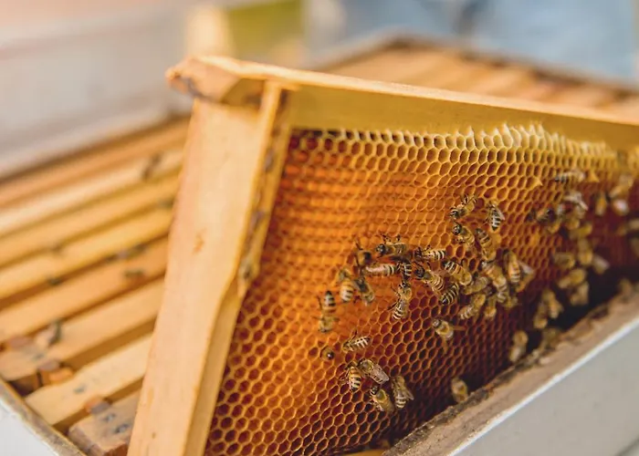 Op Oost Boutique Hotel&restaurant Het Kook Atelier Oosterend (Texel)